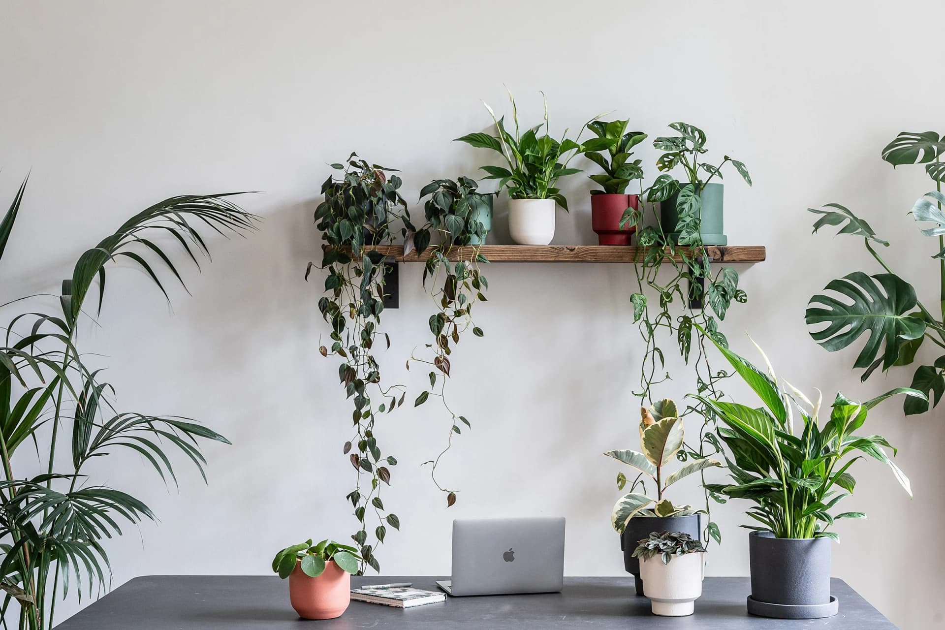Dekorative Pflanzen für dein Zuhause – Für mehr Stil und Farbe