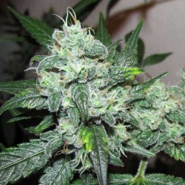 Lemon Cherry Cookies Auto: Pikant und süß, ein herrliches Autoflowering-Erlebnis