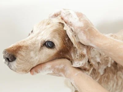 Senioren- und Tierbetreuung leicht gemacht: Ihr Weg zu erfahrenen Profis