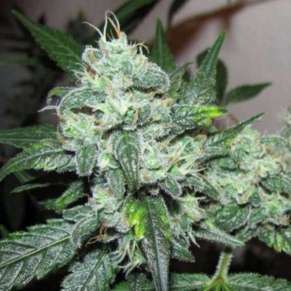 Lemon Cherry Cookies Auto: Pikant und süß, ein herrliches Autoflowering-Erlebnis